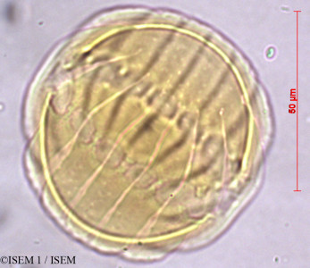 Monnina bridgesii - lame n° 29464